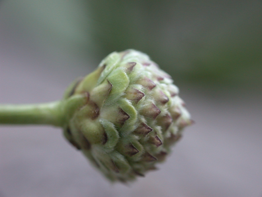 Cephalaria leucantha / Vedovina a teste bianche